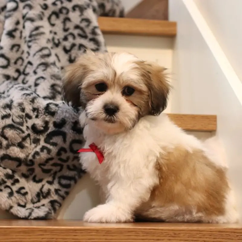 Draco | image 2
