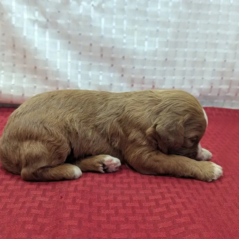 Kelsey | image 2