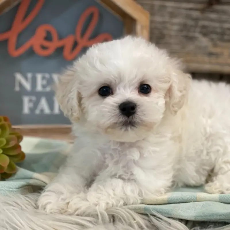 Leroy | image 2