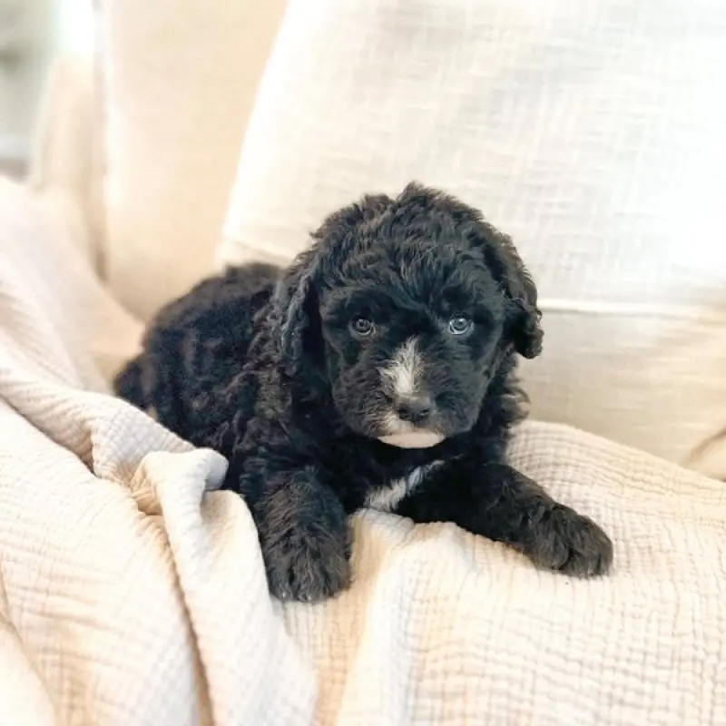 Billie | image 1