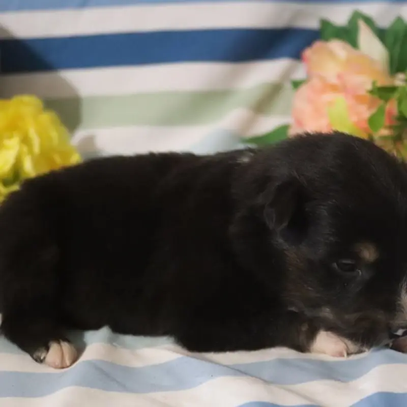 Nyla | image 2