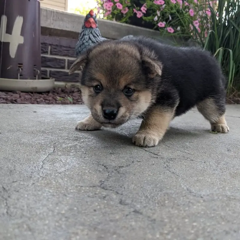 Akio | image 4