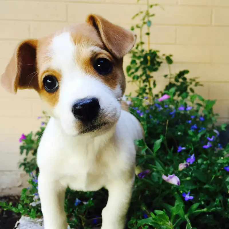 Test advertisement about - Adorable Jack Russell Terrier Puppies For Sale | image 1