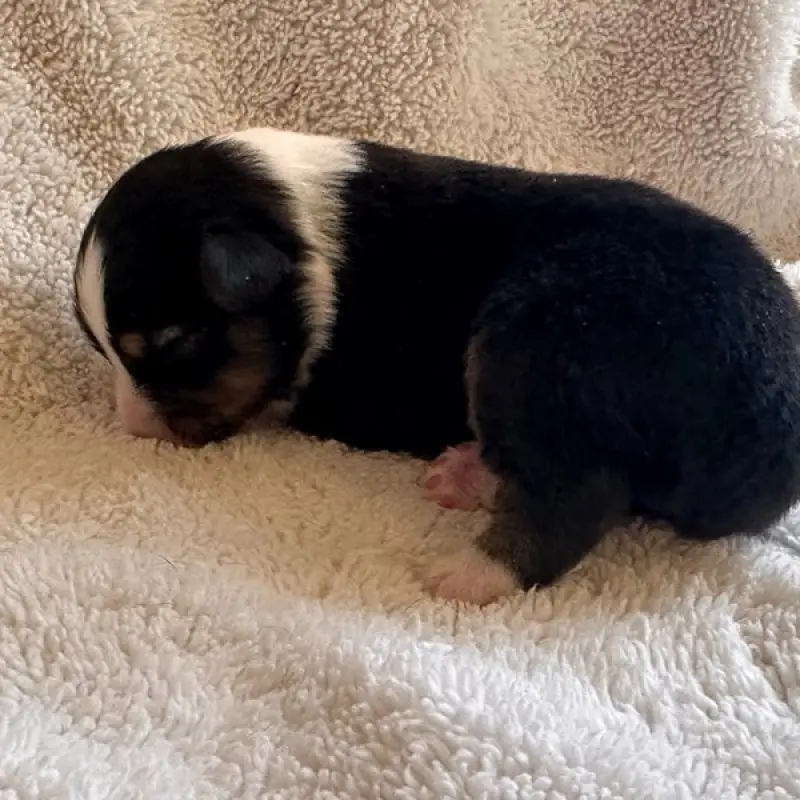 Flynn | image 2
