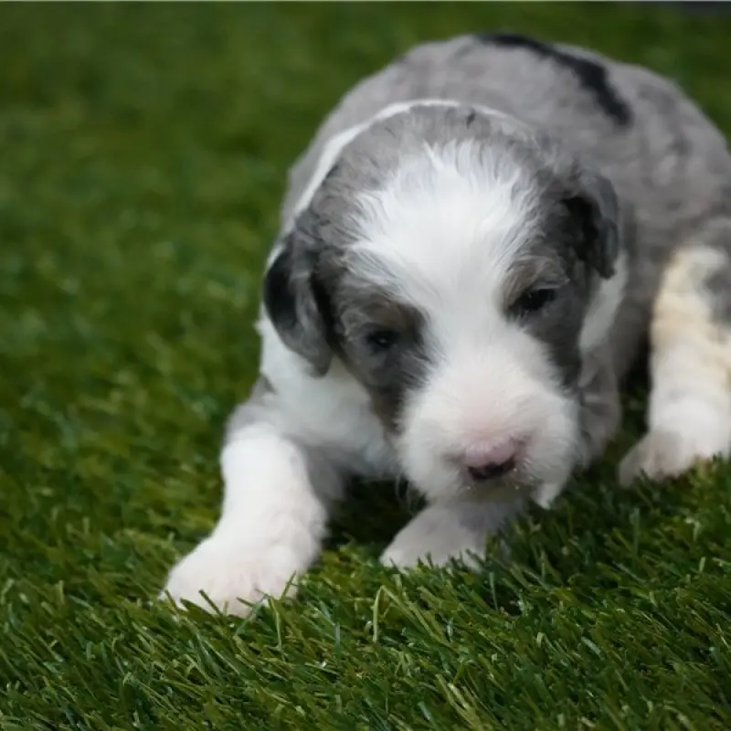 Sammy | image 1