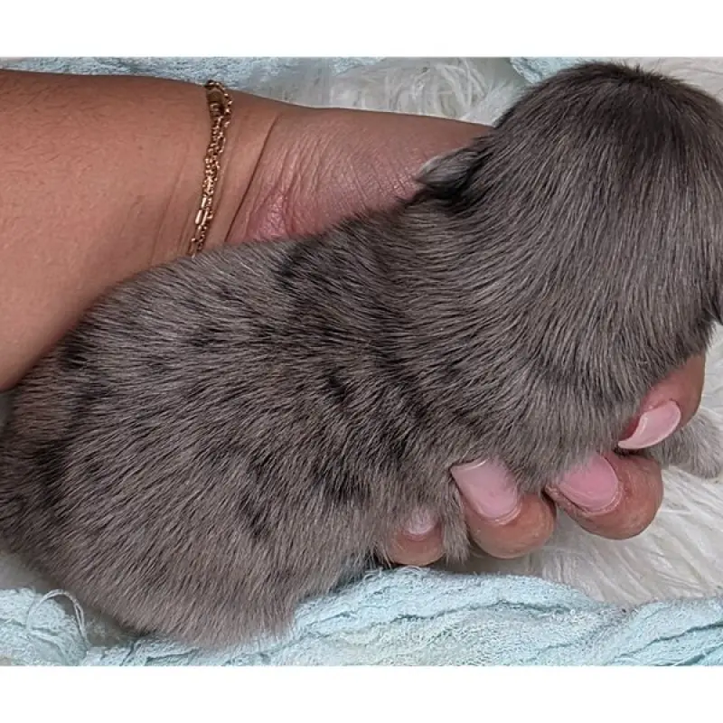 Dobie | image 2