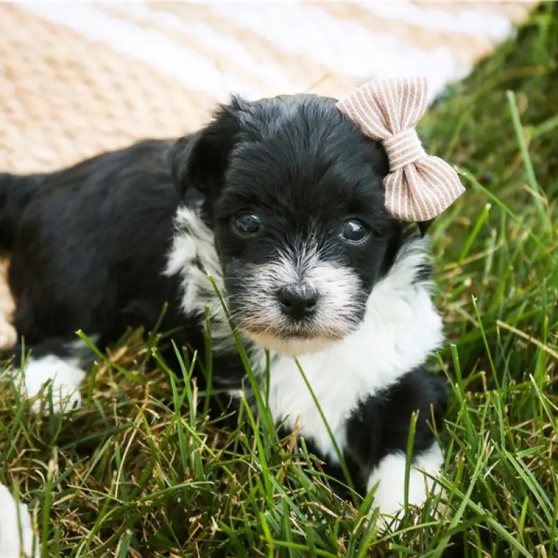 Nyla | image 2