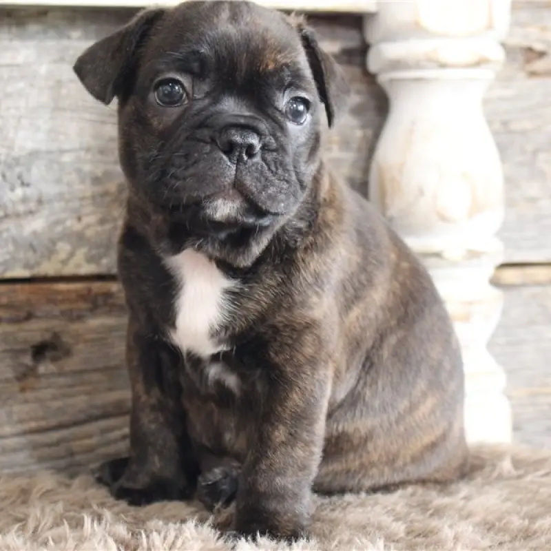 Charles | image 2