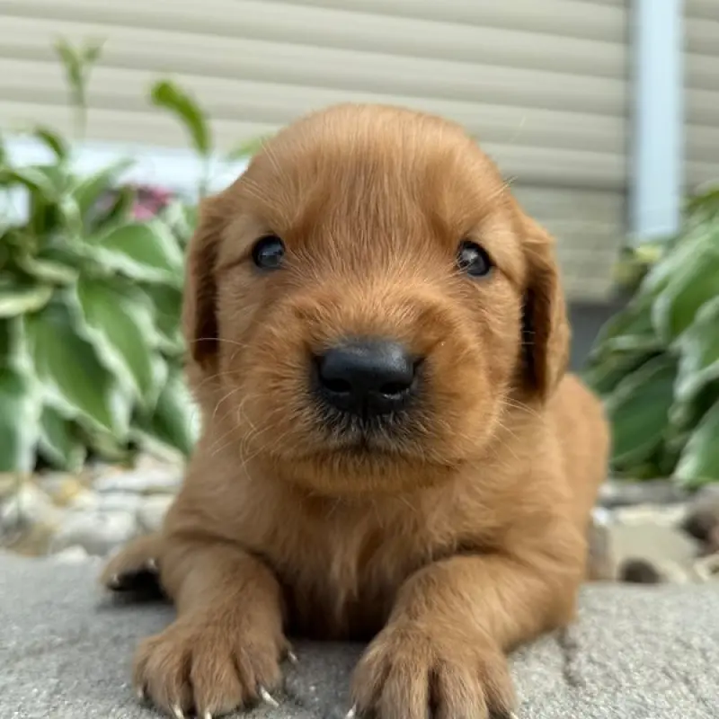 Artie | image 1