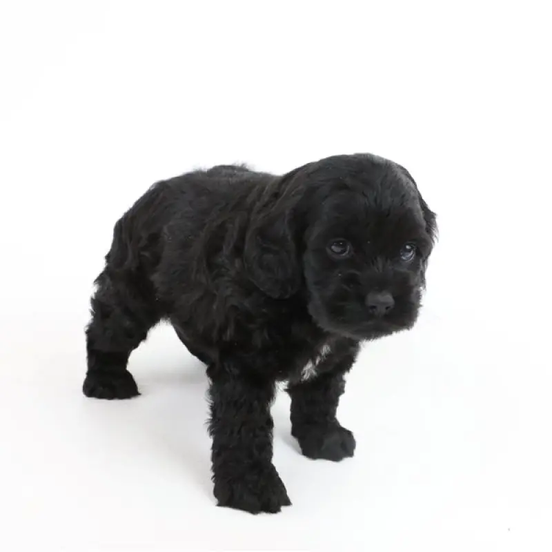 Holly | image 4