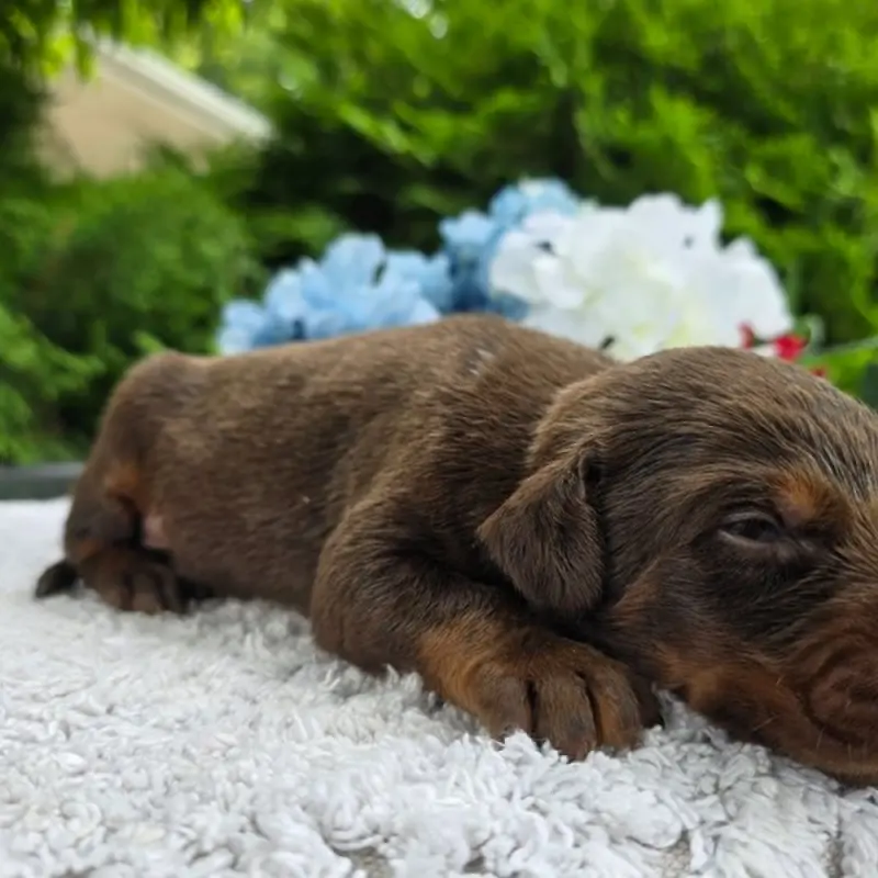 Sawyer | image 2