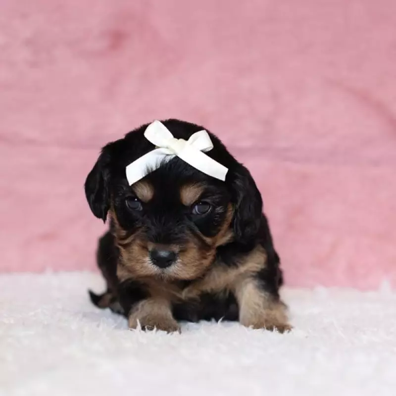 Allyson | image 1