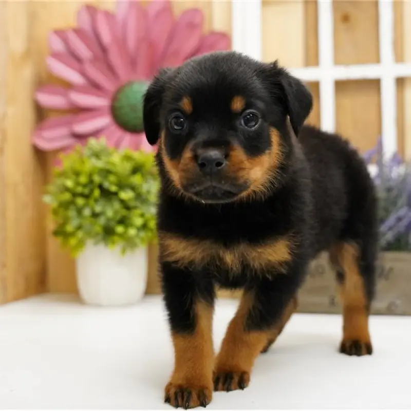Kaylee | image 1