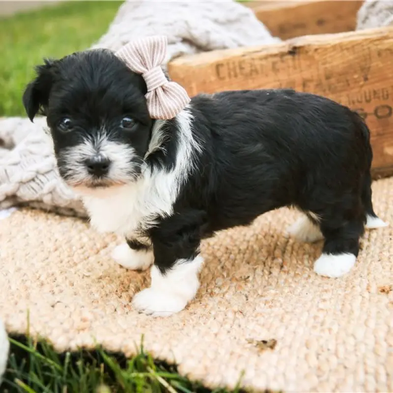 Nyla | image 4