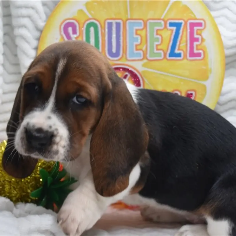 Daisy | image 1