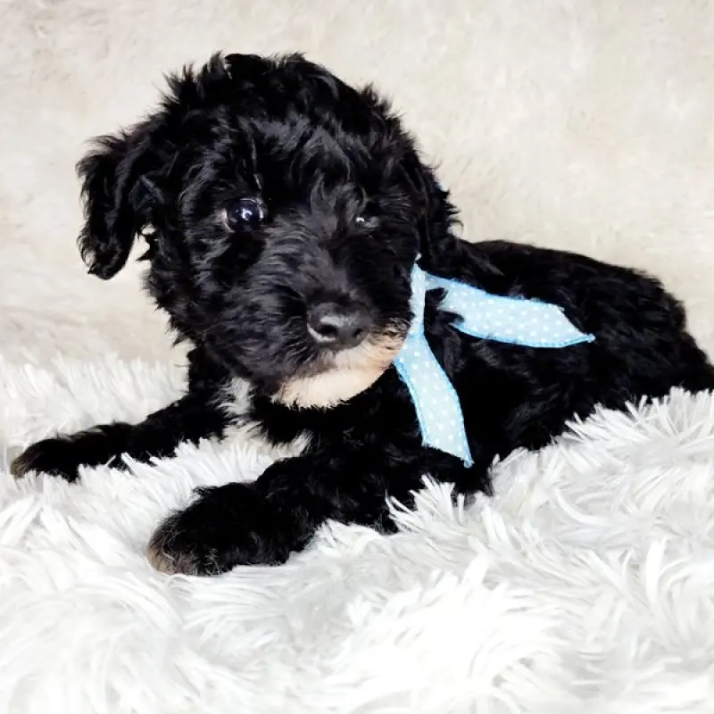 Finn | image 5