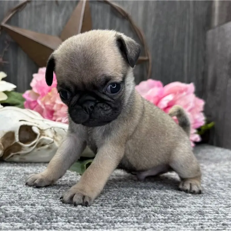 Elvis | image 2