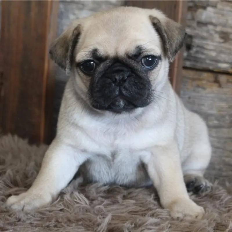 Callie | image 8