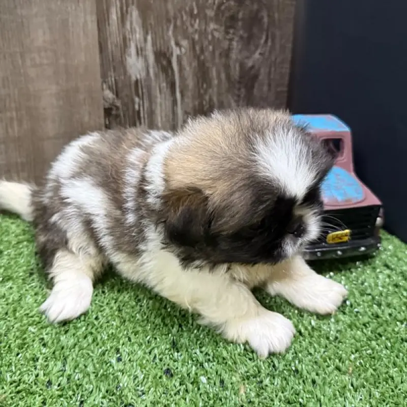 Bert | image 3
