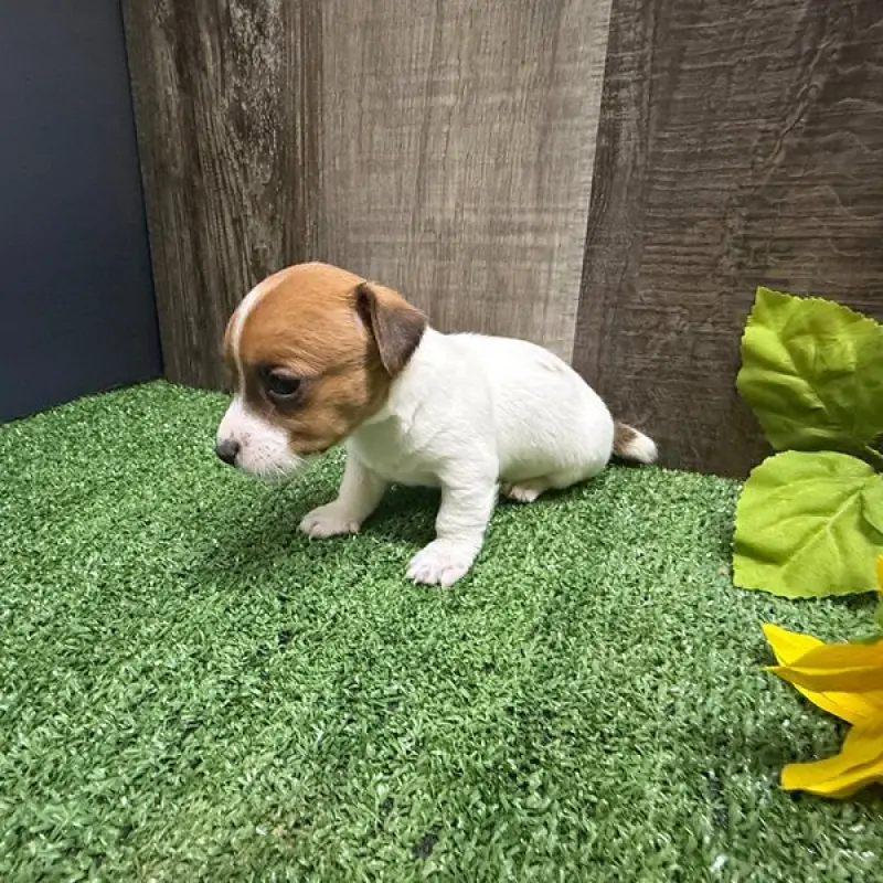 Zippy | image 4