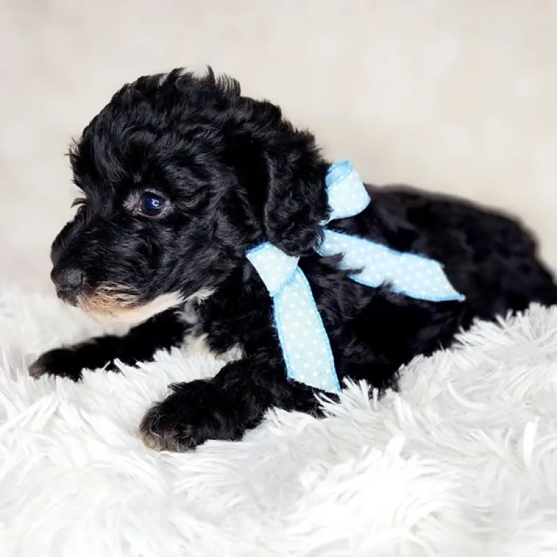 Finn | image 4