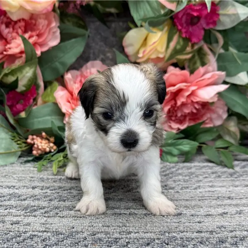 Owen | image 1