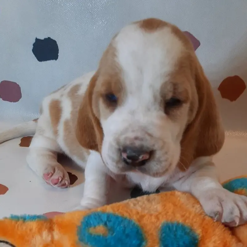 Nigel | image 5