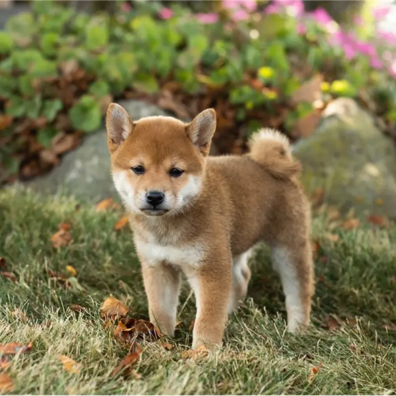 Chloe | image 1