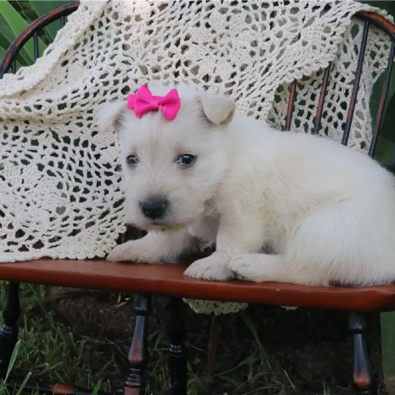 Josie | image 2