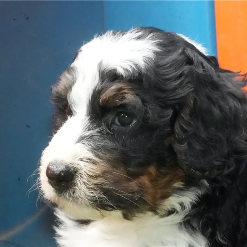Addie | image 1