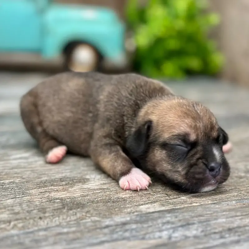 Bo | image 1