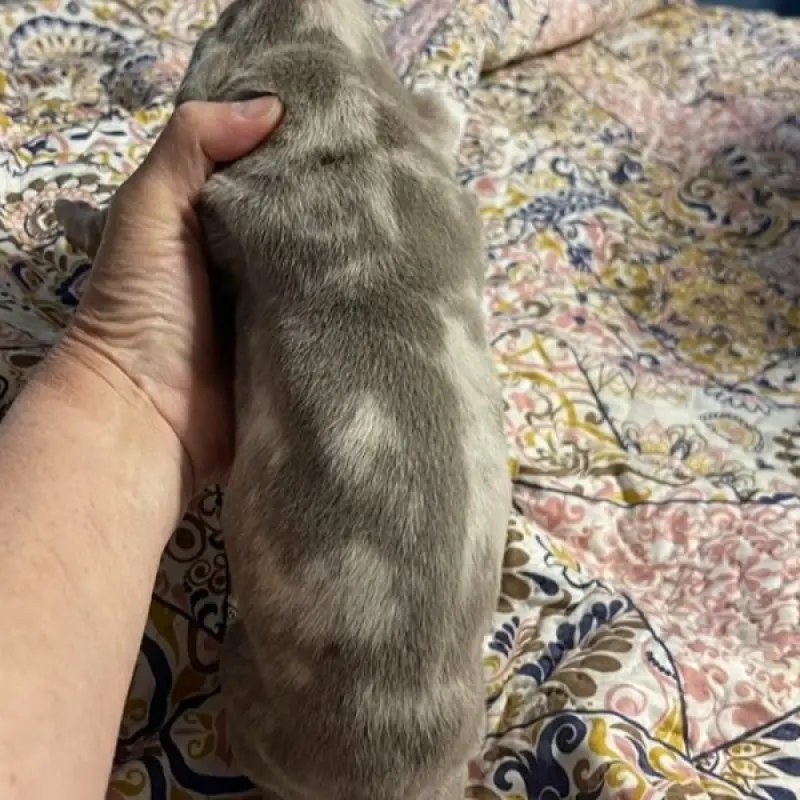 Jiminy | image 1