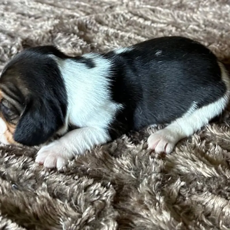 Freddie | image 3