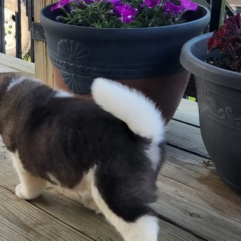 Stella | image 5