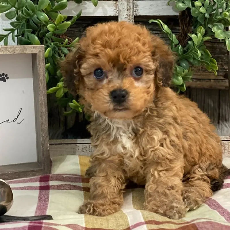 Luca | image 1