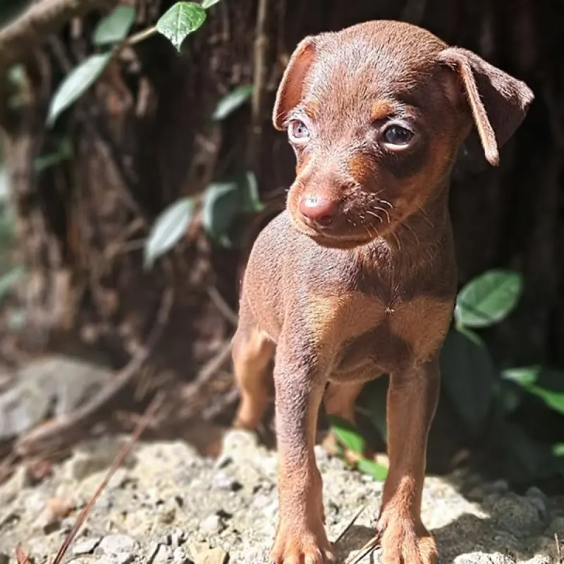 Buster Brown | image 7