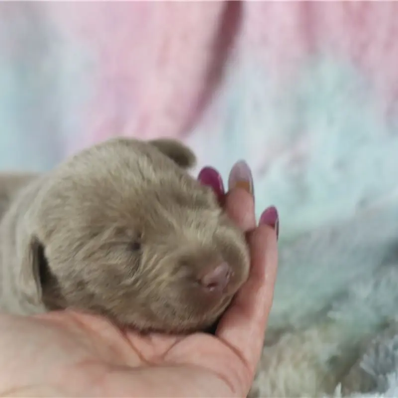 Josie | image 1