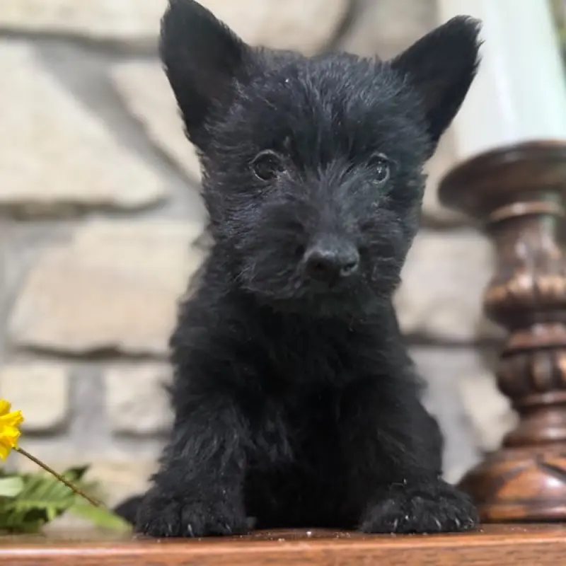 Fiona | image 1