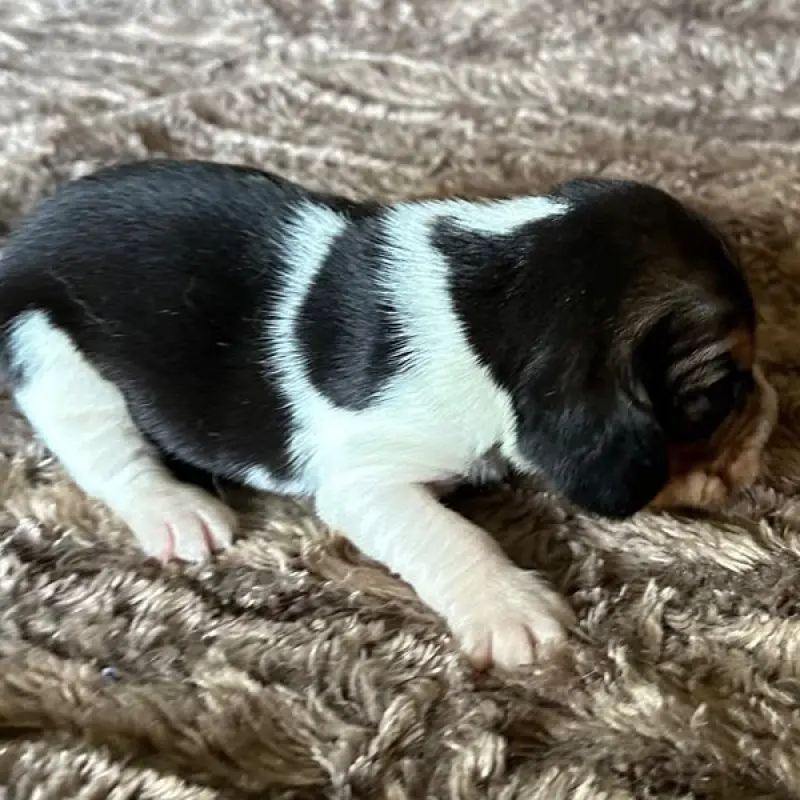 Freddie | image 2