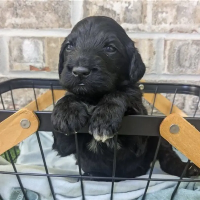 Melvin | image 5