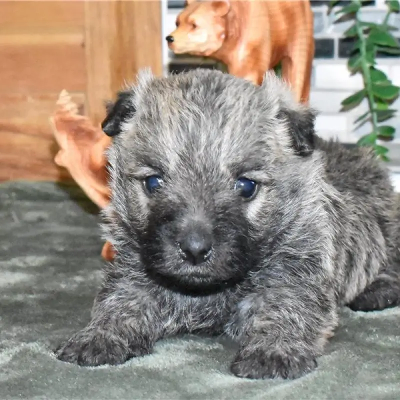 Rhett | image 1