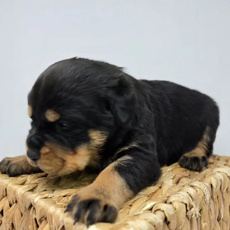 Rufio | image 1