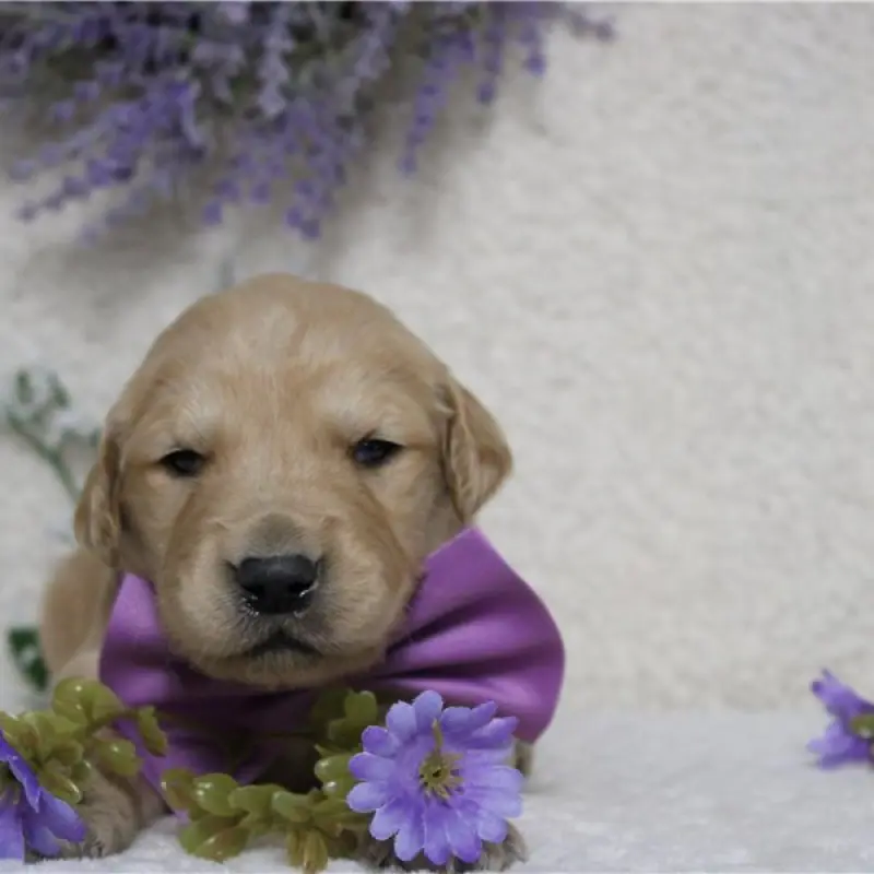 Rufus | image 3