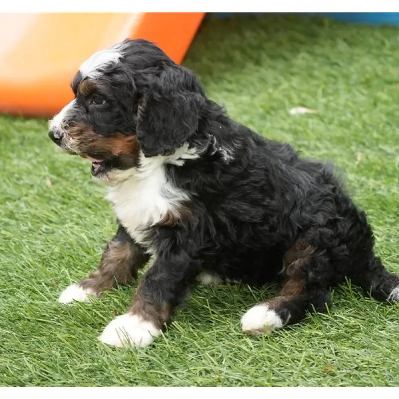 Ralphie | image 1