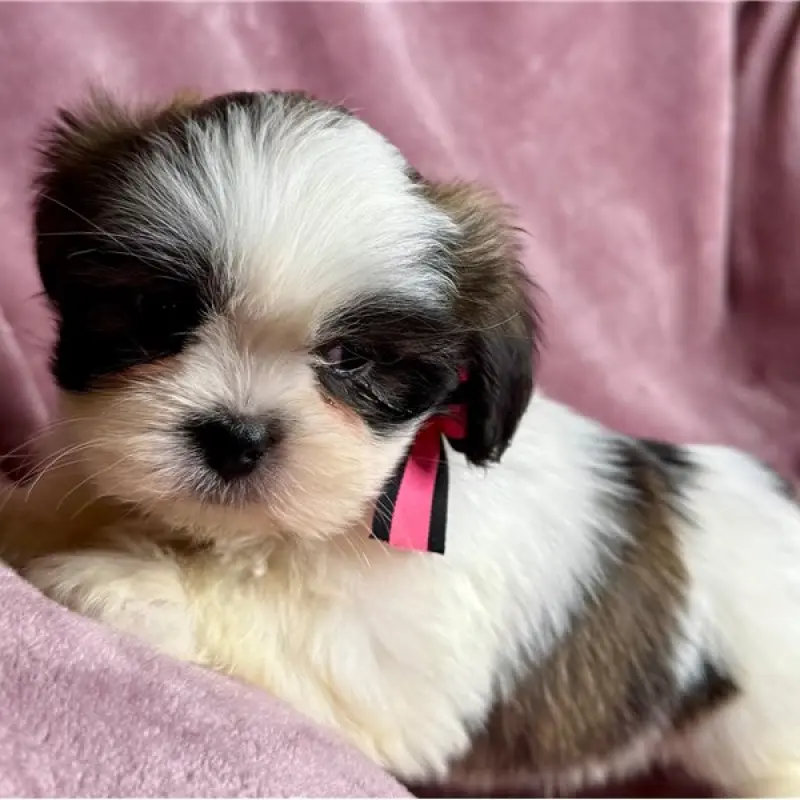 Junebug | image 3