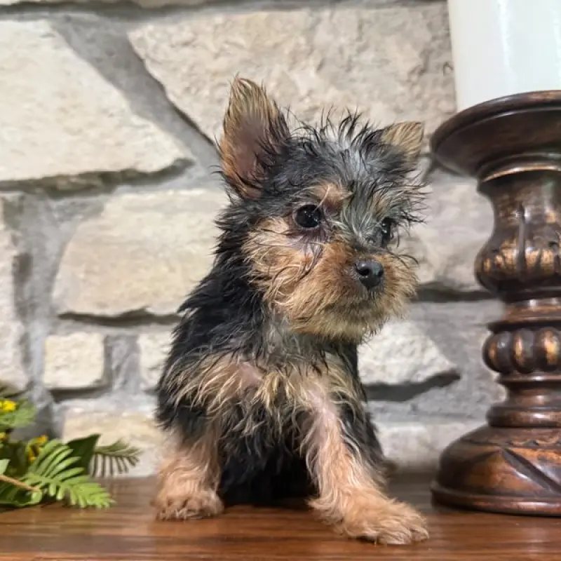 Dorothy | image 6
