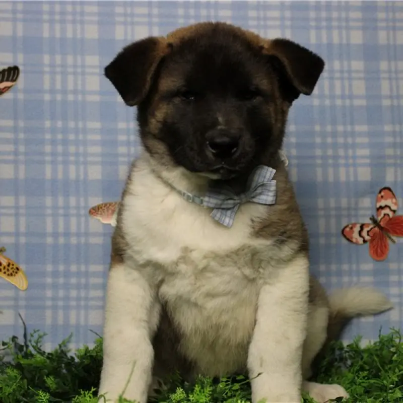 Finn | image 2