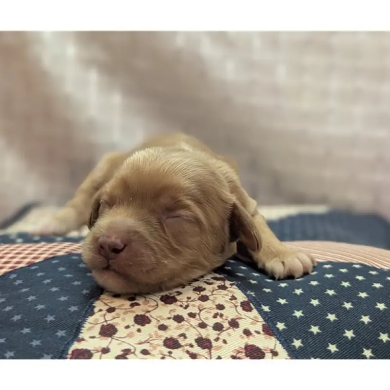 Melissa | image 8