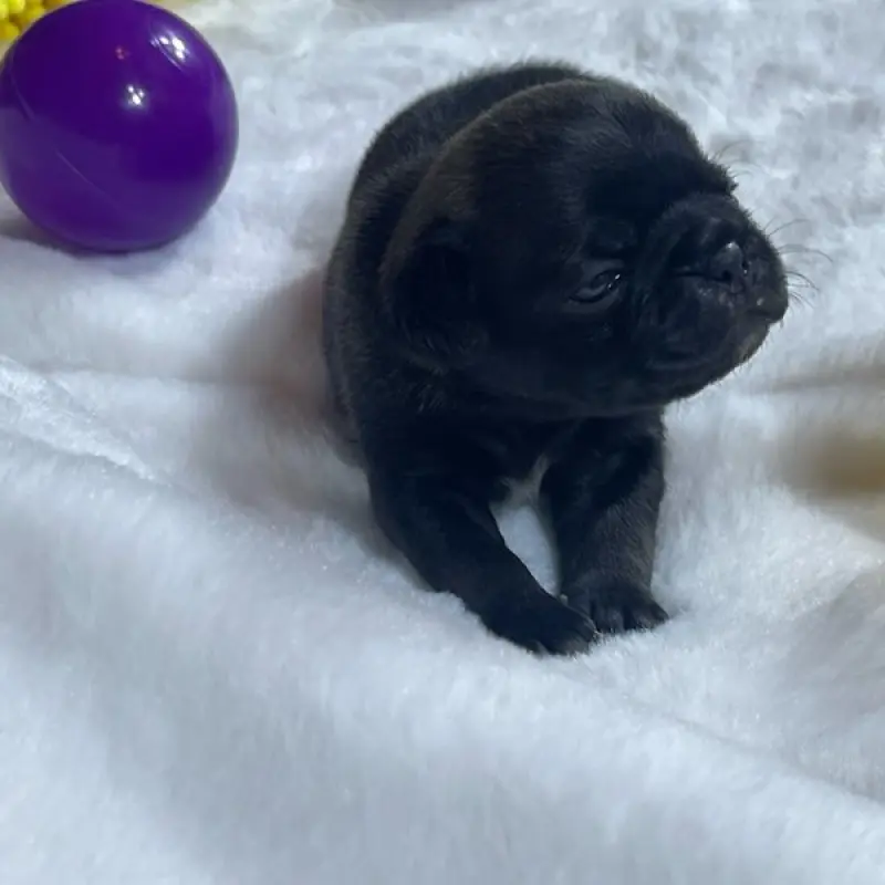 Odette | image 2