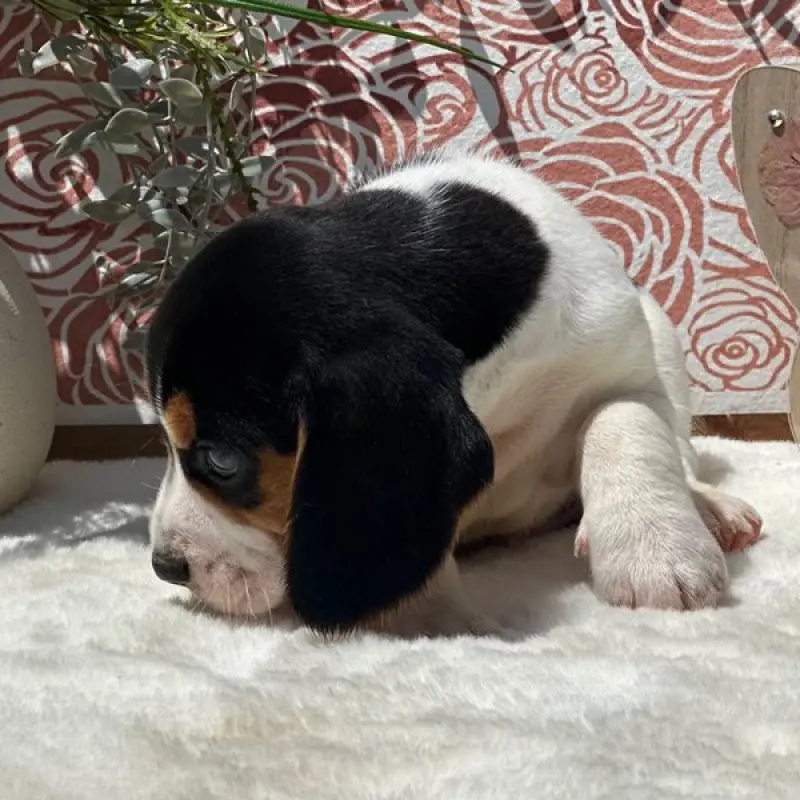 Teddy | image 6
